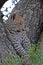 Kruger Leopard Cub