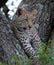 Kruger Leopard Cub