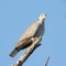 Kruger National Park: Birds African Mourning Dove