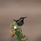 Kruger National Park: Birds female Scarlet-chested Sunbird