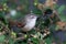 Kruger National Park: Birds Tawny-flanked Prinia