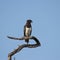 Kruger National Park: Black-chested snake-eagle