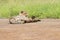 Kruger National Park: Cheetah lying in the road