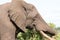 Kruger National Park: close up of elephant