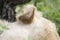 Kruger National Park: close up of lion ear