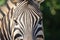 Kruger National Park: close up of a zebra face