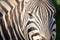 Kruger National Park: close up of a zebra face