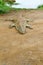 Kruger National Park:  Crocodile at Sunset Dam Lower Sabie