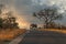 Kruger National Park: Elefant Crossing The Road