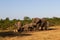 Kruger National Park: elephant