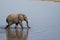 Kruger National Park: elephant wading