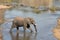 Kruger National Park: elephant wading