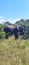Kruger National Park - Elephants - Grazing - Trees - Safari - Bushveld