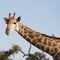 Kruger National Park: giraffe