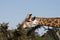 Kruger National Park: giraffe