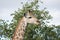 Kruger National Park: giraffe portrait