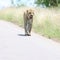 Kruger National Park: Leopard walking in road