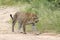 Kruger National Park: leopard walking in road