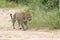 Kruger National Park: leopard walking in road