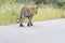 Kruger National Park: leopard walking in road