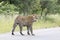 Kruger National Park: leopard walking in road