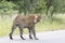 Kruger National Park:  Leopard walking in road