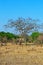 Kruger National Park, Limpopo and Mpumalanga provinces, South Africa, safari, elephant, landscape, nature