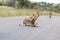 Kruger National Park: lion blocking road