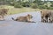 Kruger National Park: lion blocking road