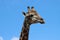 Kruger National Park: portrait of the head of a giraffe