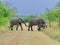 Kruger National Park, South Africa, November 11, 2011: Elephants crossing dirt road