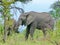 Kruger National Park, South Africa, November 11, 2011: Elephants on savannah grasslands