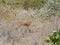 KRUGER NATIONAL PARK, SOUTH AFRICA - Steenbok, a small antelope.