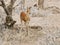 KRUGER NATIONAL PARK, SOUTH AFRICA - Steenbok, a small antelope.