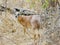 KRUGER NATIONAL PARK, SOUTH AFRICA - Steenbok, a small antelope.