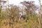 Kruger National Park. South Africa. A wild African Elefant in the bushland