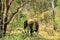 Kruger National Park. South Africa. A wild African Elefant in the bushland