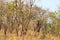 Kruger National Park. South Africa. A wild African Elefant in the bushland