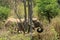 Kruger National Park. South Africa. A wild African Elefant in the bushland