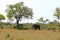 Kruger National Park. South Africa. A wild African Elefant in the bushland