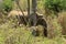 Kruger National Park. South Africa. A wild African Elefant in the bushland