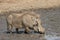 Kruger National Park: warthog