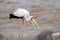 Kruger National Park: a Yellow-billed Stork with fish it has caught