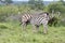 Kruger National Park:  zebra foal drinking from mother