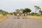 Kruger National Park: zebra in road