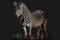 Kruger Park, the plains zebra & x28;equus quagga& x29;, the common zebra & x28;equus burchellii& x29;,