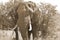 Kruger park South Africa: African elephants