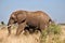 Kruger park South Africa: African elephants