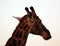 Kruger park South Africa: The giraffe Giraffa camelopardalis