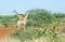 Kruger park South Africa: The giraffe Giraffa camelopardalis